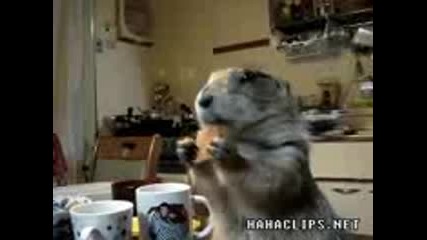 sladuk marmot hrupa biskvitka 