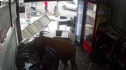 Избягал бик предизвика хаос по улиците на Лима