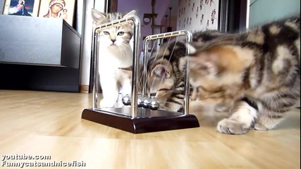 Котенца се учат на физика ..