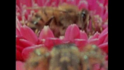 Пчела Срещу Подскачащ Паяк