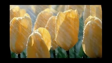Камелия - дъжд от самота