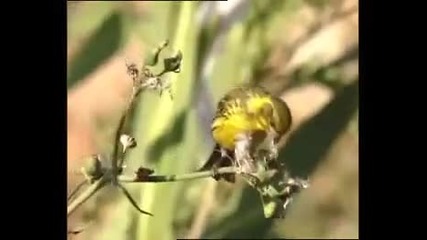 Птички...органела.