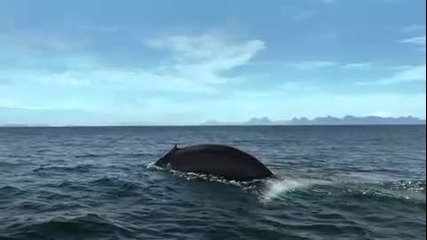 Сините китове - най - големите животни на земята. 