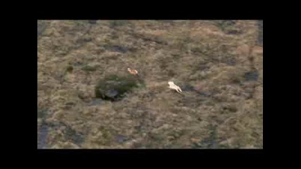 Planet Earth:плюс До Плюс[caribou Migration]