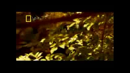 Chimp Attacks Car