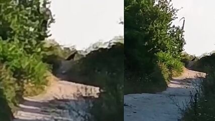 Затвориха парк в Шумен заради рядък хищник