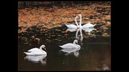 Животни