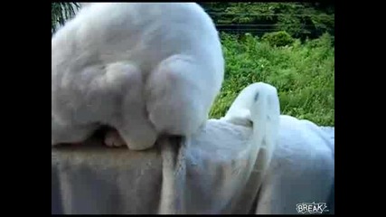 Спящ котарак 