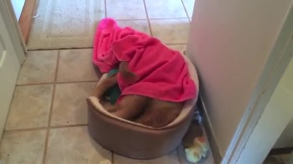 Кученце само взима баня, подсушава се и ляга да спи