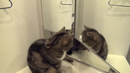 Котето Мару се гледа в огледалото