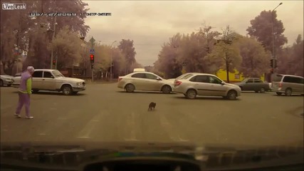 Котка-камикадзе