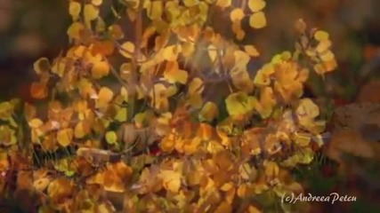 Autumn Breath-amazing music violin and piano