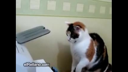 cat vs printer