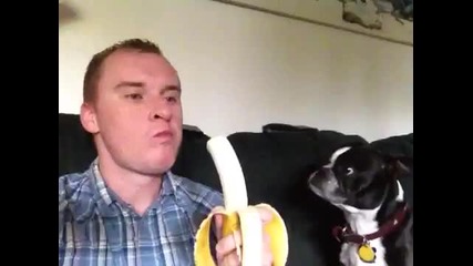 Ето как да храните кучето си с банан