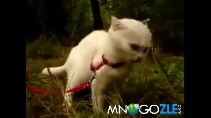 Коте с луда реакция