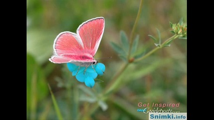 красотата на пеперудите