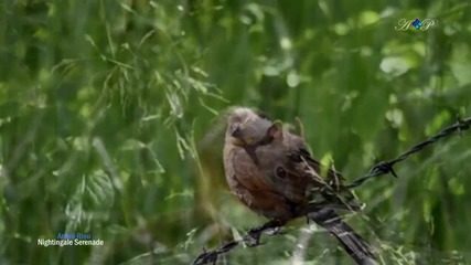 André Rieu - Nightingale Serenade (toselli Serenade)