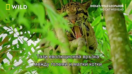 Тайнствени леопарди | Дивите леопарди на Индия | NG Wild Bulgaria