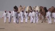 В Катар се проведе конкурс за най-красива камила (ВИДЕО)