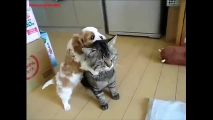 Най - търпеливата котка на света