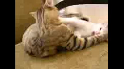 Котешки Бой