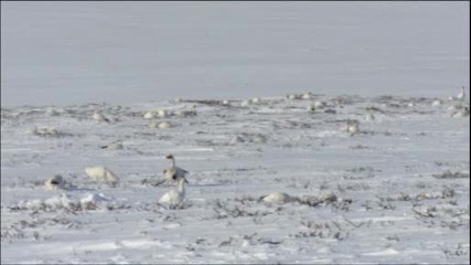 Полярни снежни гъски