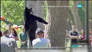 2-годишна мечка пада от дърво в САЩ
