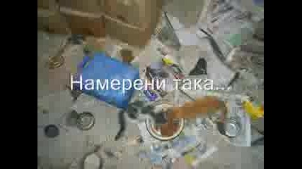 Бездомни Кучета От Цяла България