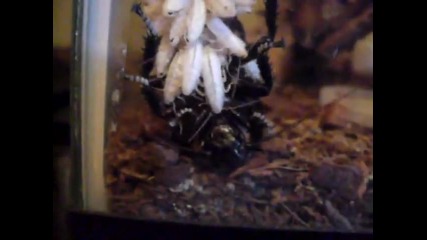 Мадагаска хлебарка ражда