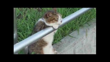 Спокойно коте