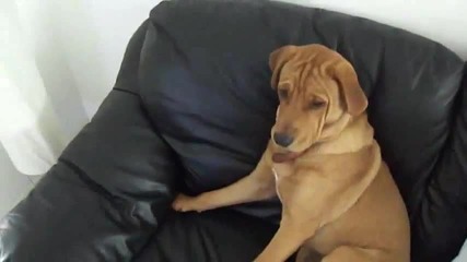 Куче се цупи и не иска да яде