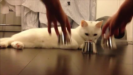 Котка играе първата си Shell Game