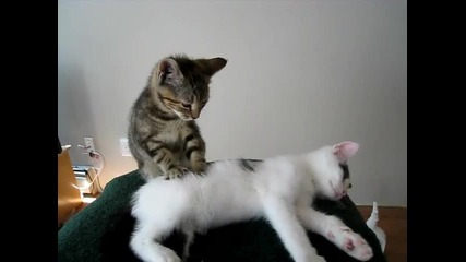 Котешки масаж!