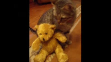 My Cat - M@ri@