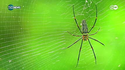 Какво можем да научим от паяците