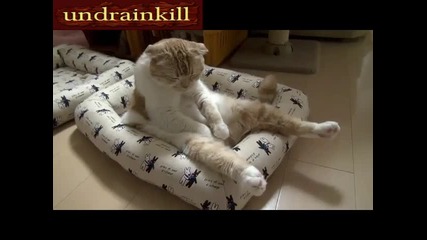Котка Седи Като Човек