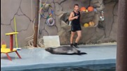 Тюлен танцува брейк