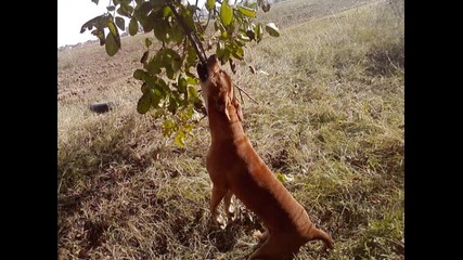 All Dogs