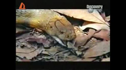 Кралска кобра срещу питон(малък)