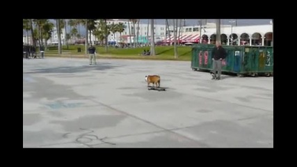 Skateboarding Dog