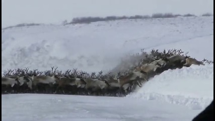 Мигриращо стадо елени приминават през замръзнала река
