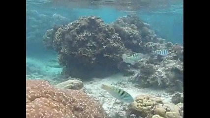 Snorkeling in Ishigakijima 