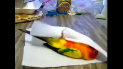 Сладко папагалче се завива със салфетка