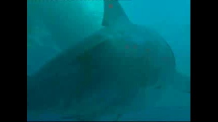 Най - голямата Акула живяла някога на земята. Мегалодон