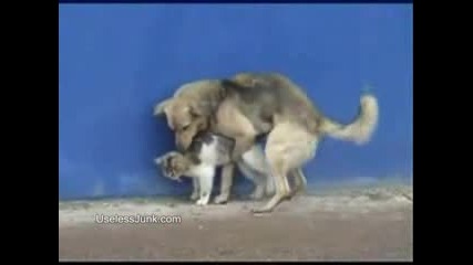 Куче изнасилва котка