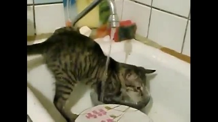 Котка голяма домакиня много старателно мие чинии