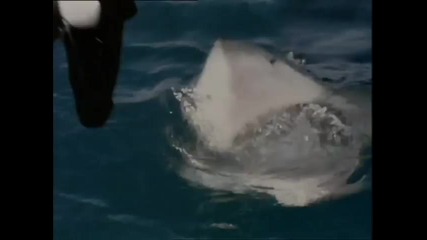 Shark Attack 3 Megalodon 