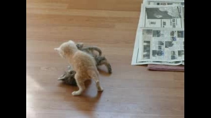 Котешка игра и още нещо : D