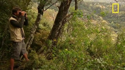 On Assignment: Deadly Virus Pushes Parrots to Brink of Extinction