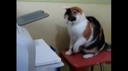 kotka & printer xd 